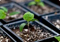 Agroplant комплекснае грануляванае біяўгнаенне